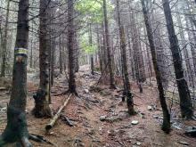 Aktualizacja - Wizja terenowa w lasach niestanowiących własności Skarbu Państwa w rejonie Hali Śmietanowej